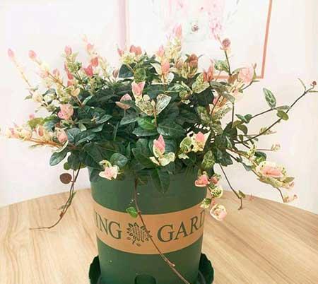 适合阳台上养的花