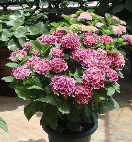 适合阳台上养的花