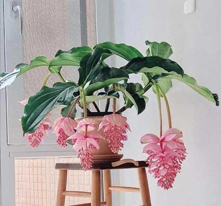 适合阳台上养的花