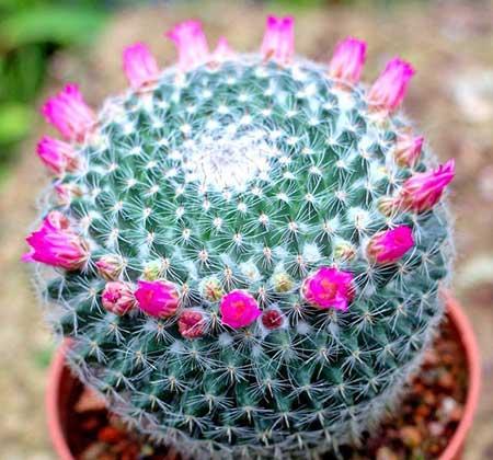 适合阳台上养的花