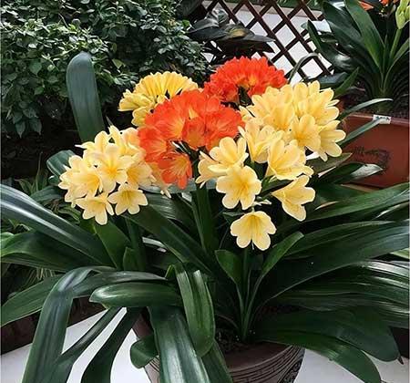 适合室内养的无毒绿植