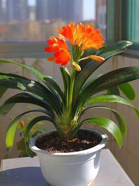 适合室内养的无毒绿植