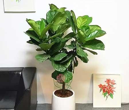 适合室内养的无毒绿植