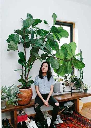 适合室内养的无毒绿植