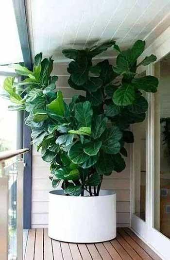 适合室内养的无毒绿植