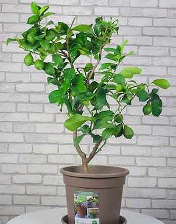 适合室内养的无毒绿植