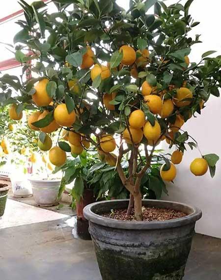 适合室内养的无毒绿植