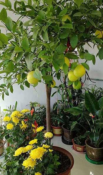 适合室内养的无毒绿植