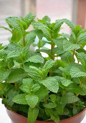 适合室内养的无毒绿植