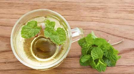 适合室内养的无毒绿植