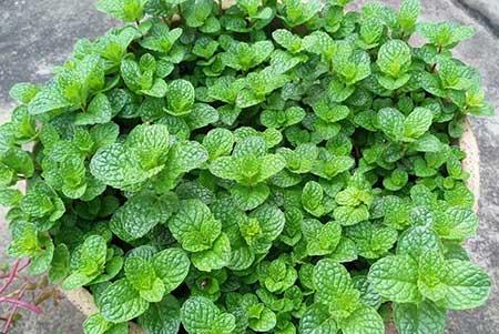 适合室内养的无毒绿植