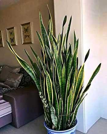 适合室内养的无毒绿植