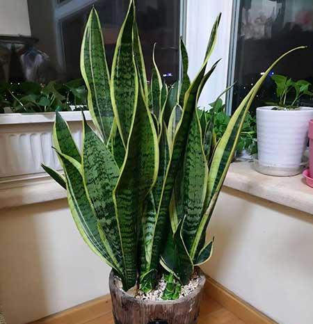 适合室内养的无毒绿植