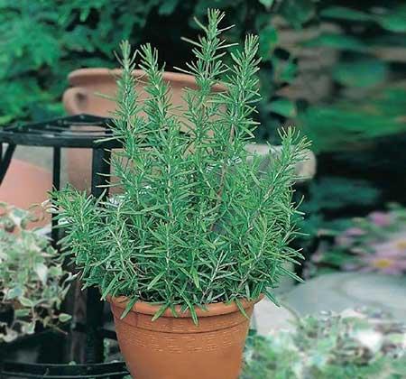 适合室内养的无毒绿植