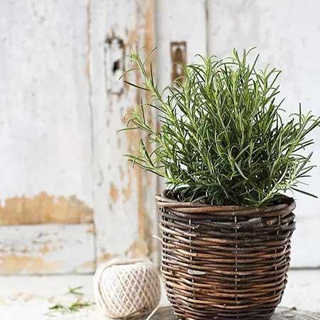 适合室内养的无毒绿植