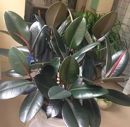 适合室内养的无毒绿植