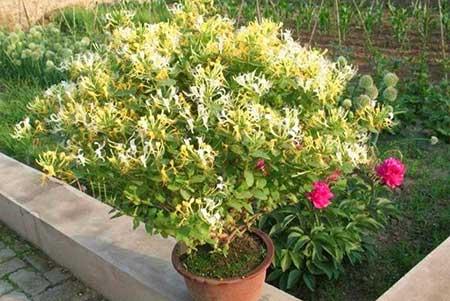 适合室内养的无毒绿植