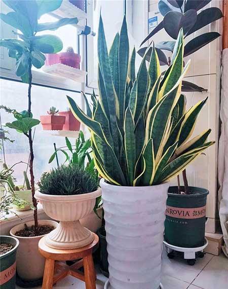 适合室内养的无毒绿植