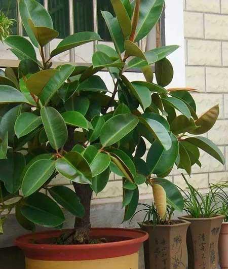 适合室内养的无毒绿植