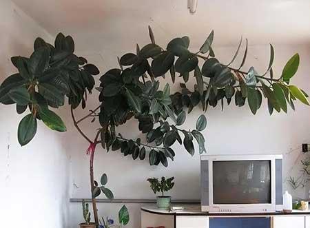 适合室内养的无毒绿植