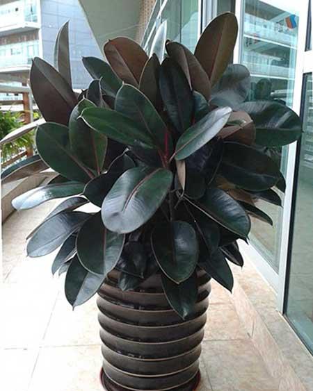 适合室内养的无毒绿植