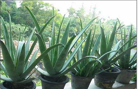 适合室内养的无毒绿植