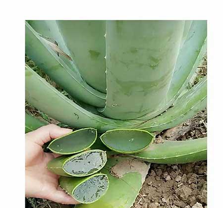 适合室内养的无毒绿植