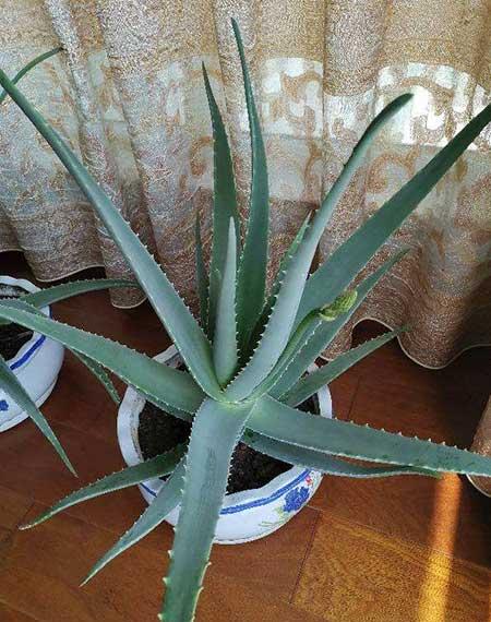 适合室内养的无毒绿植