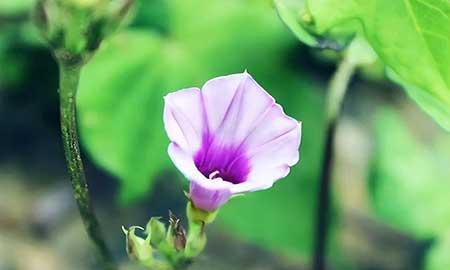 牵牛花盆栽怎么养