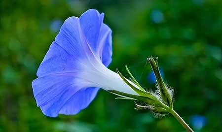 牵牛花盆栽怎么养