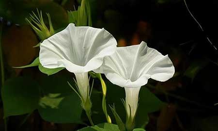 牵牛花盆栽怎么养