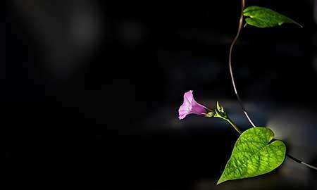 牵牛花盆栽怎么养