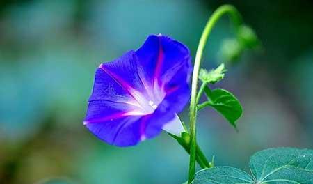 牵牛花盆栽怎么养