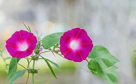 牵牛花盆栽怎么养