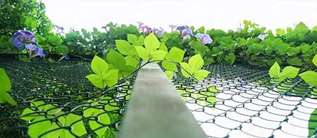 牵牛花盆栽怎么养