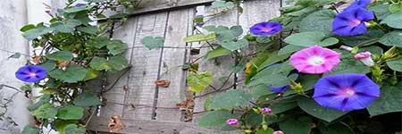 牵牛花盆栽怎么养