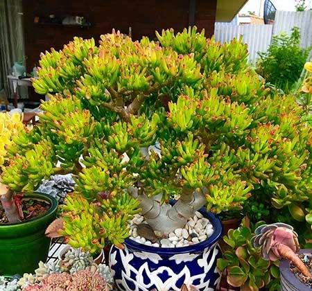 花可以用矿泉水养吗