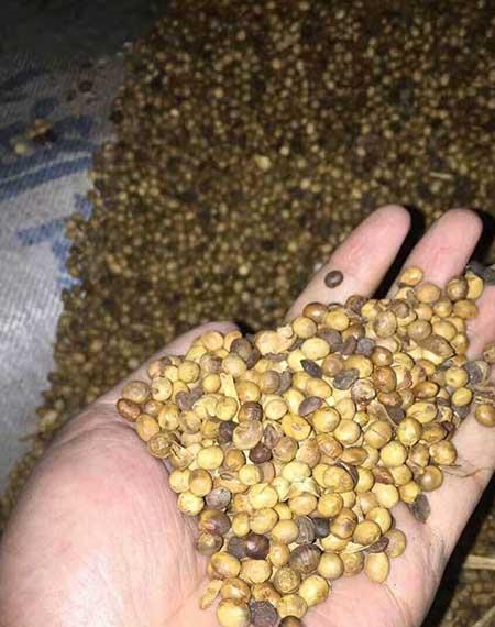 花可以用矿泉水养吗