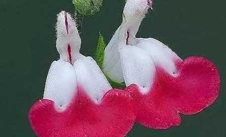 夫妻花图片及养殖