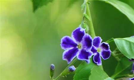 夫妻花图片及养殖