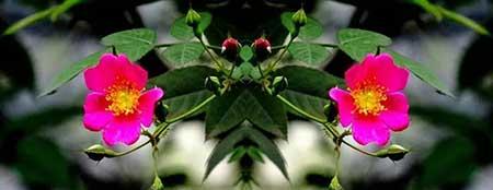 夫妻花图片及养殖