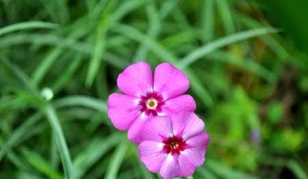 夫妻花图片及养殖