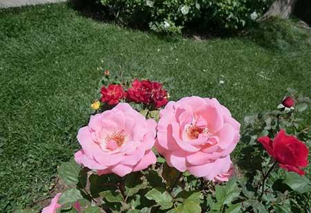 夫妻花图片及养殖