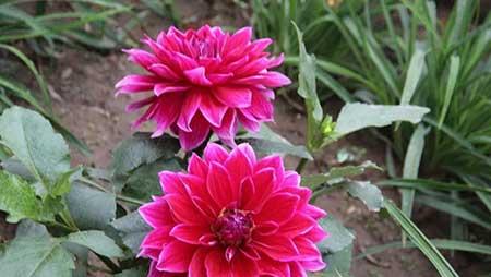 夫妻花图片及养殖