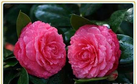 夫妻花图片及养殖