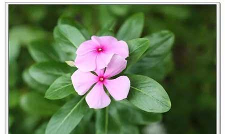 夫妻花图片及养殖