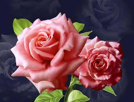 夫妻花图片及养殖