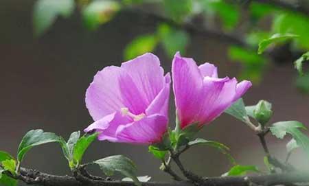 夫妻花图片及养殖