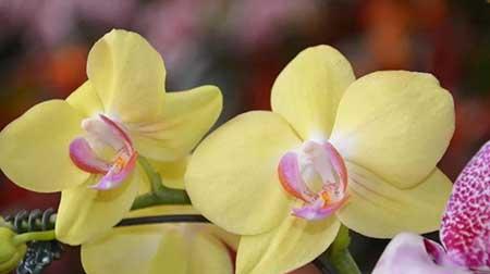 夫妻花图片及养殖