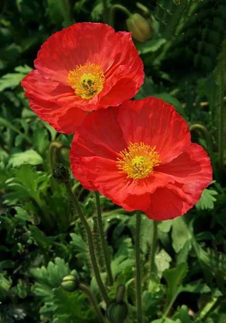 夫妻花图片及养殖